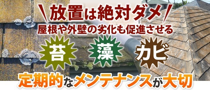 外壁 コケ除去