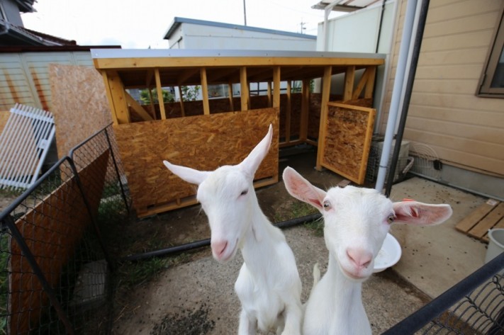 やぎ小屋、犬小屋、猫、動物