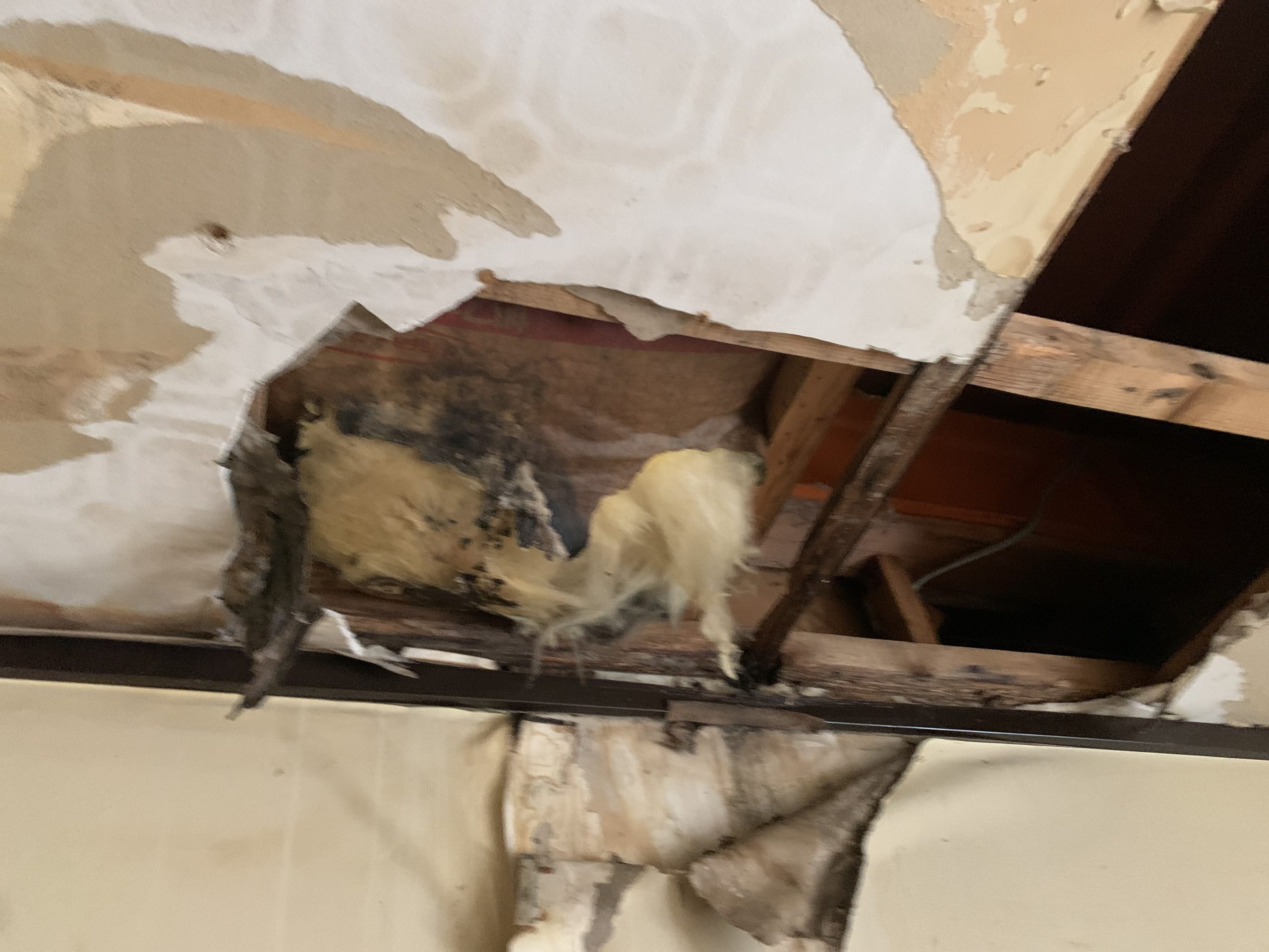 階段上の雨漏り状況天井石膏ボード劣化