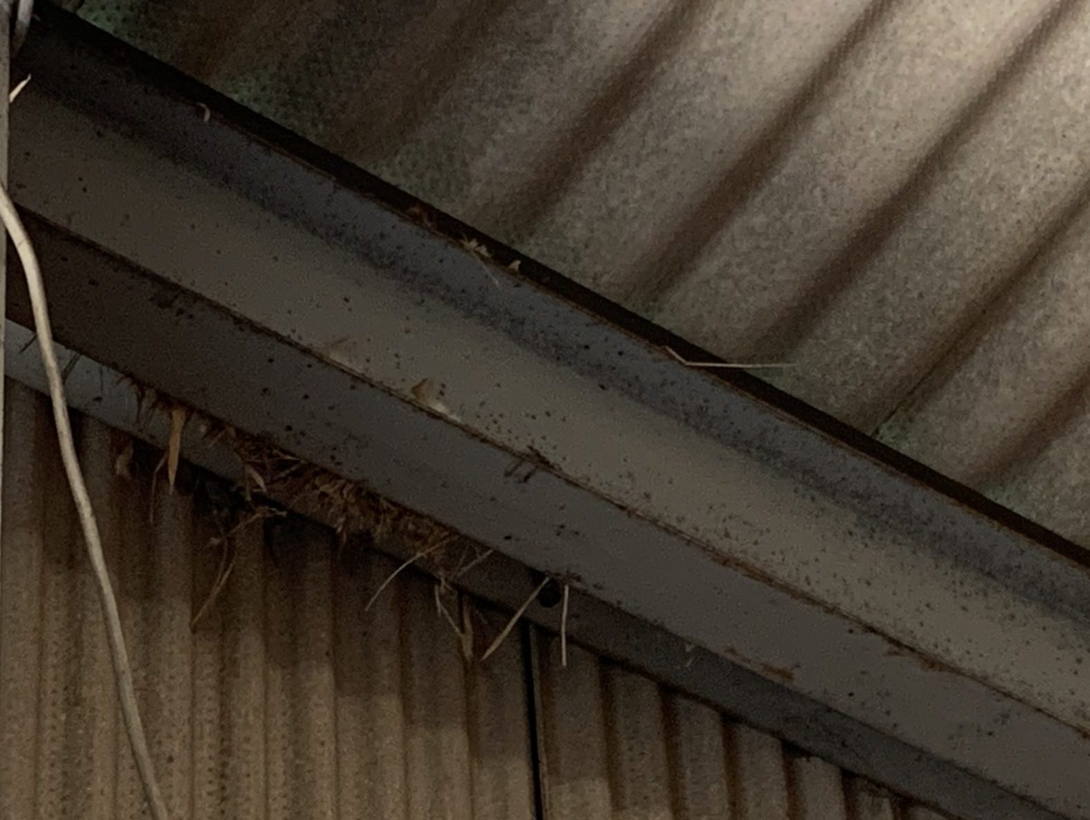 スレート屋根の貸し倉庫に鳥の巣