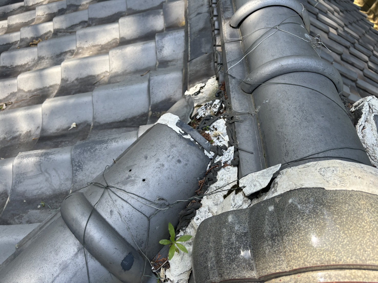 鈴鹿市の神社古い屋根瓦から雨漏れ、隅棟の漆喰劣化状況